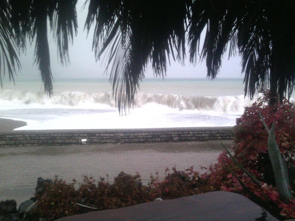 Ant Budva